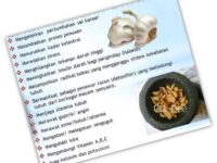 bawang-putih-sativum-sehat-11723741356.jpg