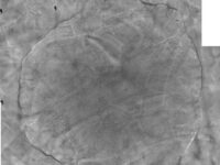 coli-research-wt-sehat-11723743156.jpg