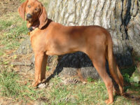 coonhound-redbone-berkas-sehat-11723643270.jpg