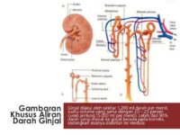 ginjal-anatomi-fisiologi-sehat-21723803314.jpg