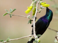 journal-pollination-birds-sehat-11723744104.jpg