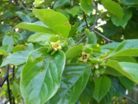 kaki-diospyros-caco-sehat-11723755254.jpg