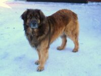 leonberger-sehat-11723749085.jpg