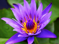 lotus-flower-flowers-sehat-21723742926.jpg