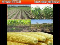 manis-jagung-sehat-11723661979.jpg