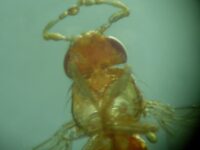 neomorph-gene-mutation-sehat-21723747586.jpg
