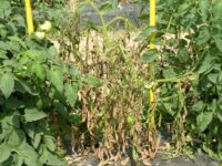 ralstonia-solanacearum-wilt-sehat-11723744677.jpg