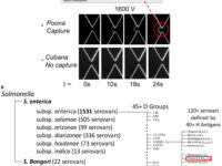 salmonella-frontiersin-kauffmann-sehat-21723671984.jpg