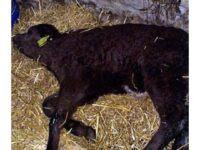 sapi-virus-diare-sehat-21723789705.jpg