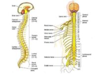 saraf-somatik-adalah-sehat-11723846698.jpg