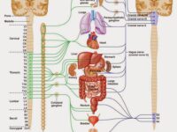 saraf-tunjang-pilihan-sehat-21723846699.jpg