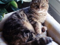 scottish-fold-breeds-sehat-21723661899.jpg
