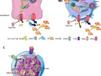 usus-duodenum-sehat-11723663297.jpg